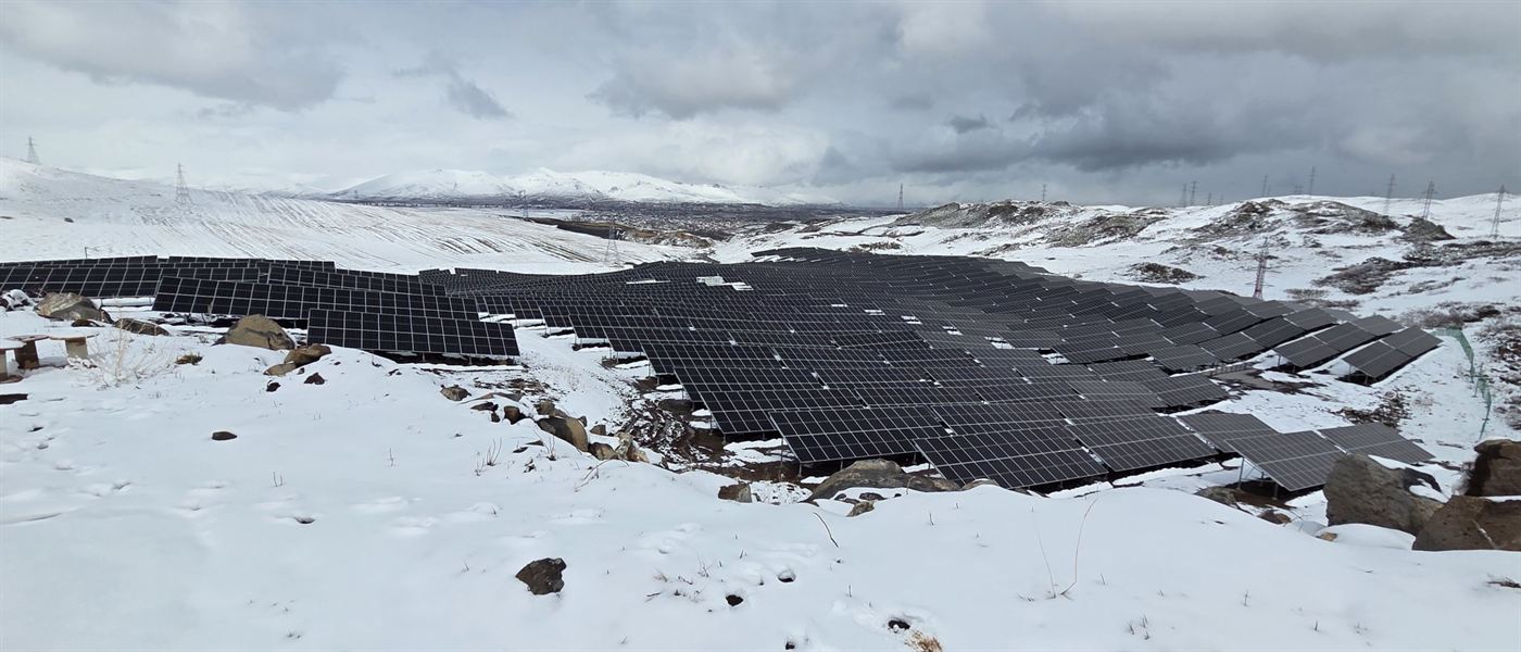 Three plants at -5°C, Armenia: photo 1 of 9