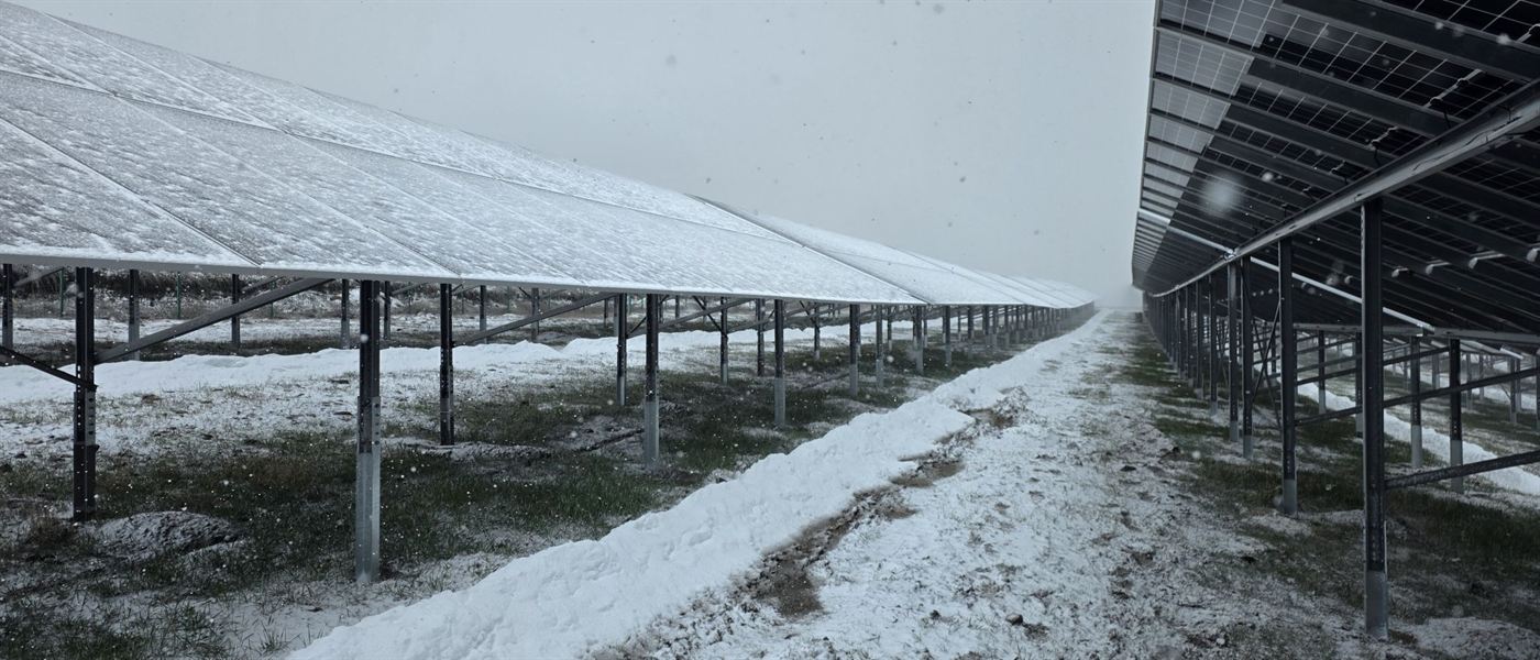 Three plants at -5°C, Armenia: photo 8 of 9